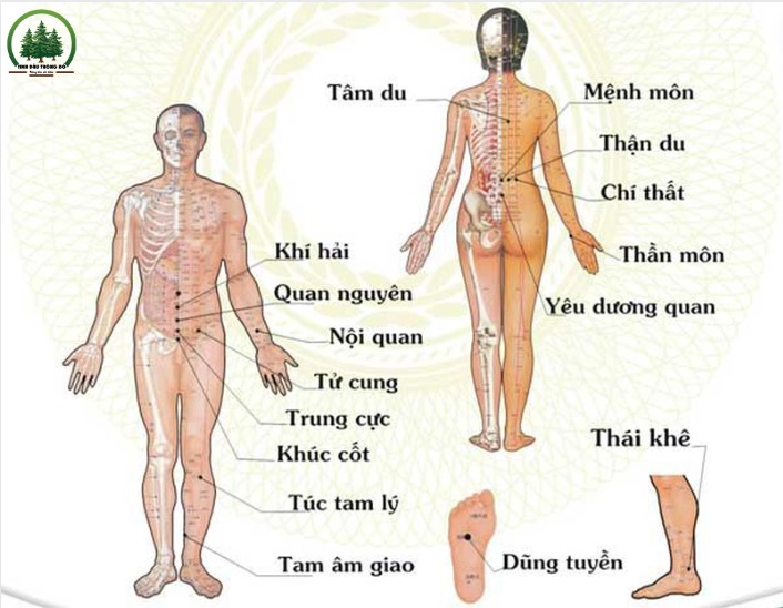 Dầu thông kinh lạc xoa huyệt giải tắc cải thiện sức khỏe